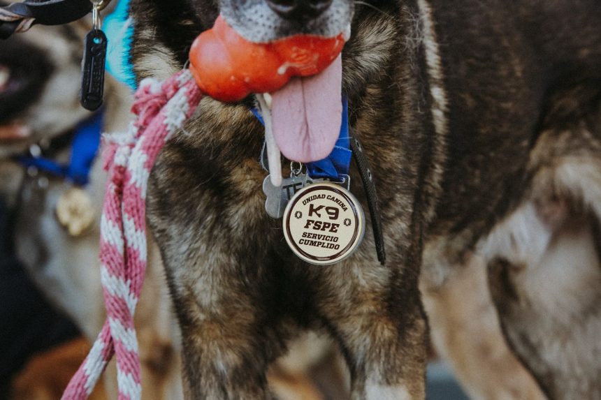 Jubilacion perritos K9_2026_2 Bomber y nueve amigos más se jubilaron tras 7 años de servicio