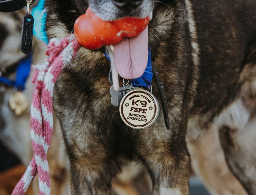 Jubilacion perritos K9_2026_2 Bomber y nueve amigos más se jubilaron tras 7 años de servicio